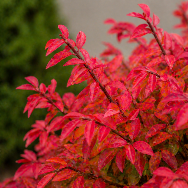 Euonymus alatus