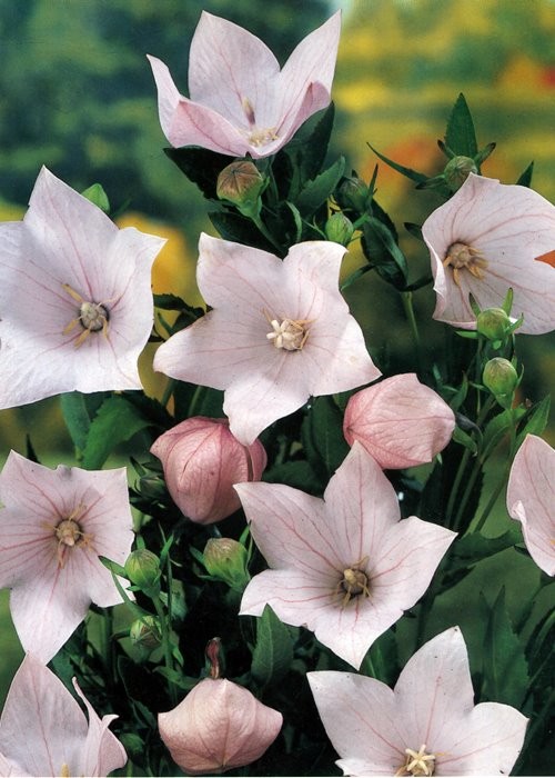 Platycodon grandiflorus 'Astra Pink'