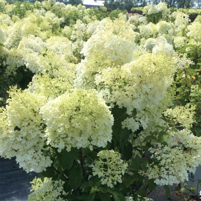 Hydrangea paniculata ‘Bobo’