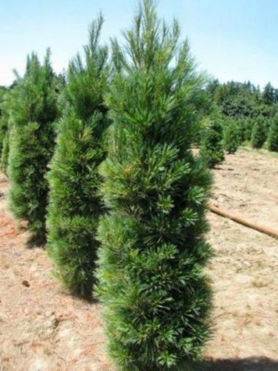 Pinus cembra 'Glauca Fastigiata