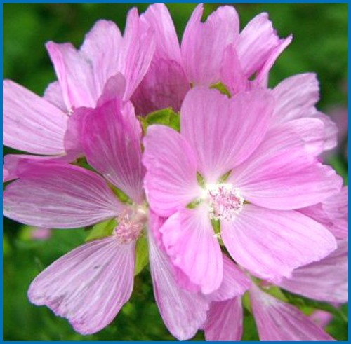 Malva moschata 'Rosea'