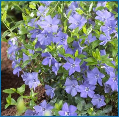 Vinca minor 'Bowles Cunningham'