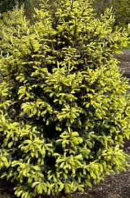 Picea glauca 'Gold Matawin'