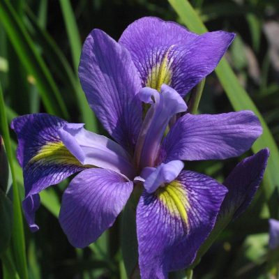 Iris versicolor 'Gogo Boy'