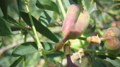 Halimodendron halodendron (sur tige)