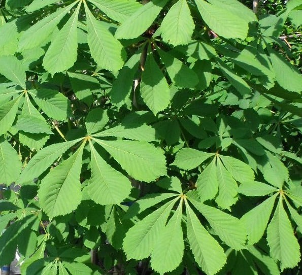 Horse Chestnut