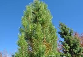 Pinus nigra 'Arnold Sentinel'