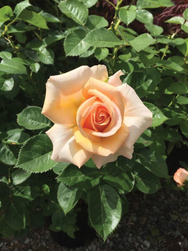 Rosa hybrida 'Devotion'