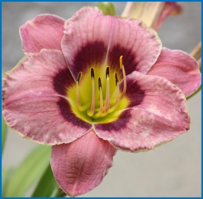Daylily 'Always Afternoon'