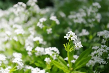 Galium odoratum (Asperula odorata)