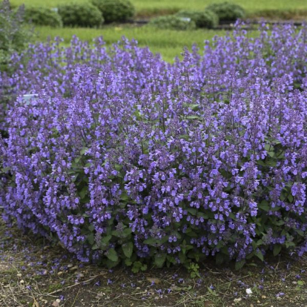 Nepeta faassenii 'Picture Purrfect'
