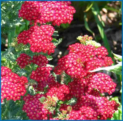 Achillea millefolium 'Red Velvet'