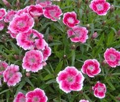 Dianthus 'Olivia Bella'
