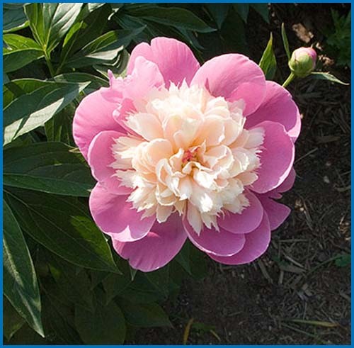 Paeonia lactiflora 'Bowl of Beauty'
