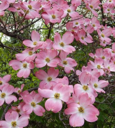 Cornus florida 'Rubra'