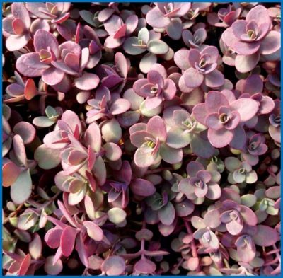 Sedum spurium 'Firecracker'