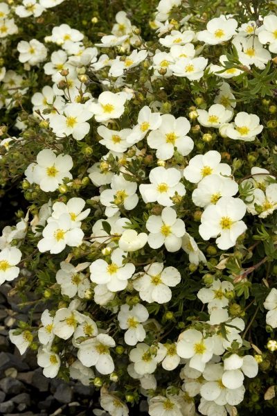 Potentilla fruticosa 'Monsidh' (Frosty)