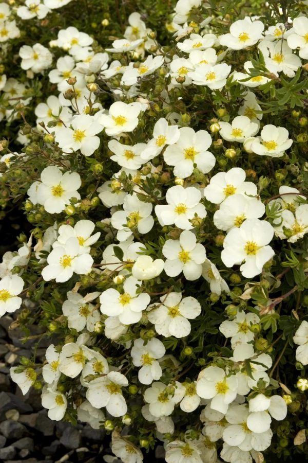 Potentilla fruticosa 'Monsidh' (Frosty)