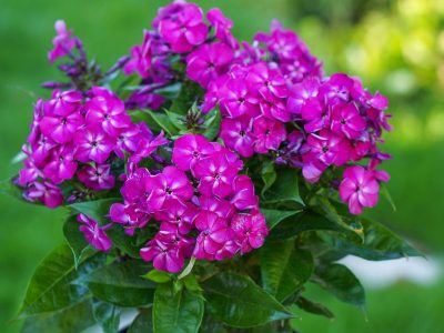 Phlox paniculata 'Bambini Desire'