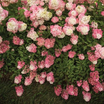 Berry White Hydrangea