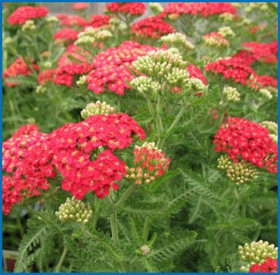 Achillea millefolium 'Paprika'