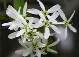 Amelanchier laevis 'Cumulus'