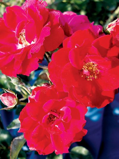 Rosa rugosa 'Nicolas'