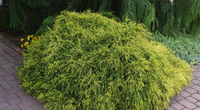 Chamaecyparis pisifera 'Filifera Aurea'