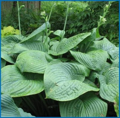 Hosta sieboldiana 'Humpback Whale'