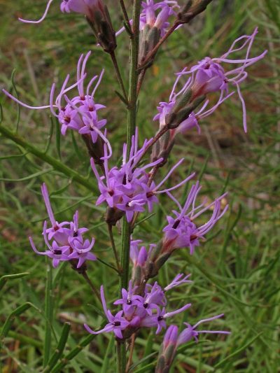 Liatris microcephala
