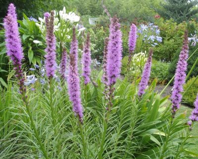 Liatris spicata 'Purple'