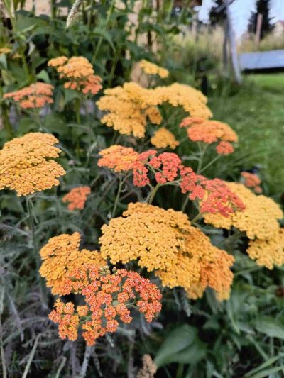Achillea millefolium 'Terracotta'