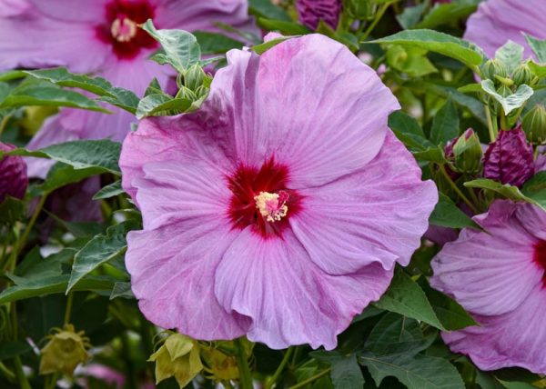 Rose Mallow