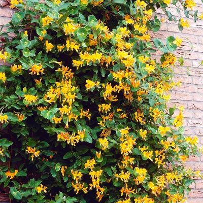 Lonicera brownii 'Golden X'