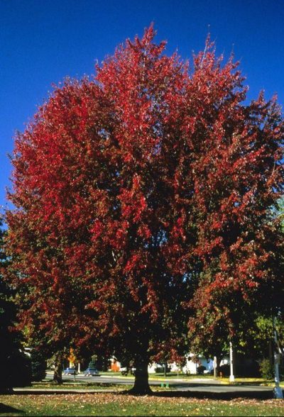 Acer freemanii 'Marmo'