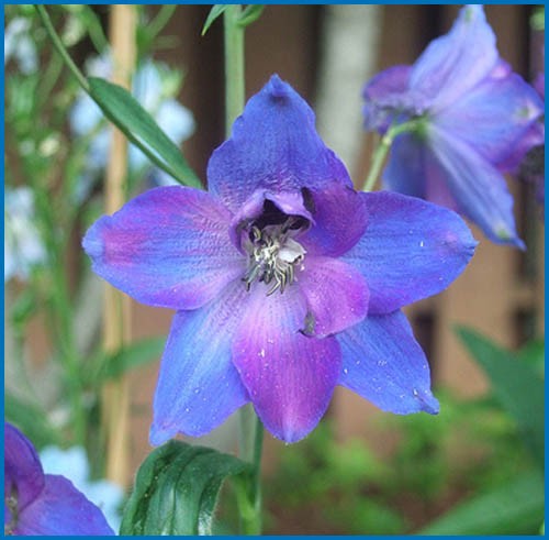 Delphinium M.F. 'Dark Blue-Dark Bee'