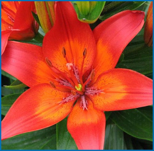 Lilium 'Matrix'