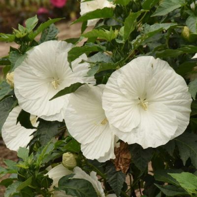 Rose Mallow