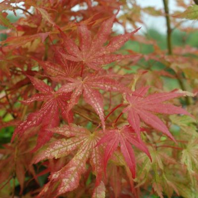 Variegated Japanese Maple