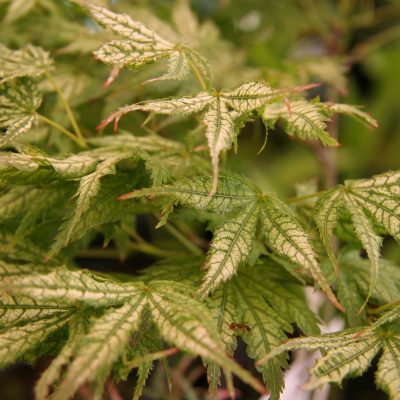 Variegated Japanese Maple