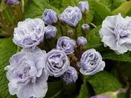 Primula Barnhaven ‘Double Purple’, ‘Double Vintage’