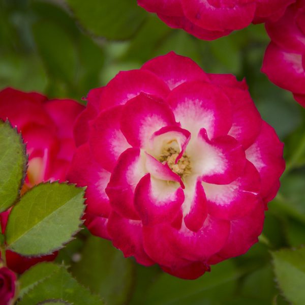 Rosa 'Never alone'