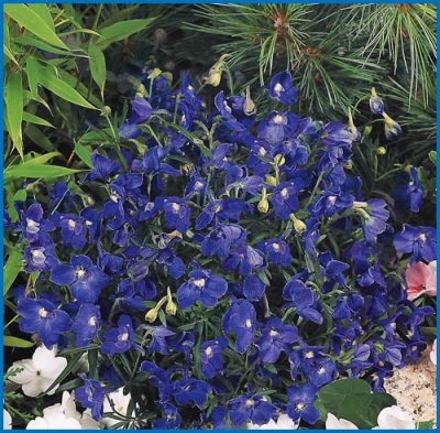 Delphinium grandiflorum 'Summer Nights'