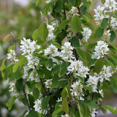 Amelanchier alnifolia 'Obelisk'