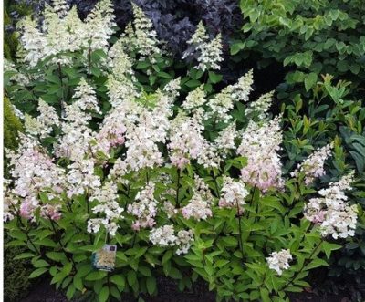 Hydrangée paniculée 'Candelabra' BE (sur tige)