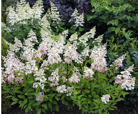 Hydrangée paniculée 'Candelabra' BE (sur tige)