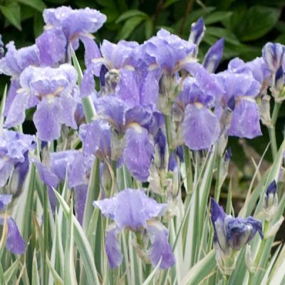 Iris pallida 'Albo Variegata'