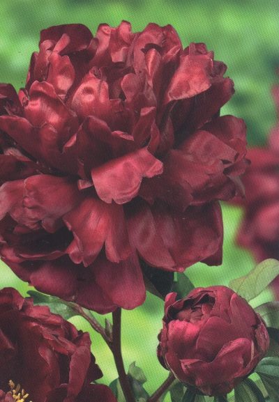 Paeonia lactiflora 'Francis Ortegat'