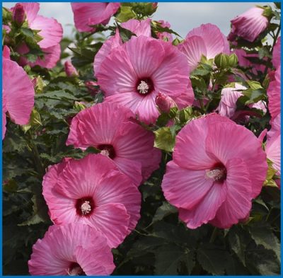 Hibiscus  moscheutos 'Airbrush Effect'