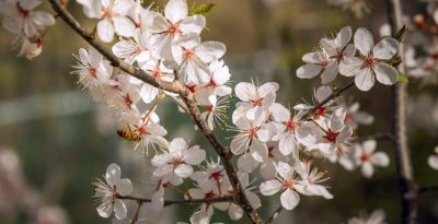 Prunus domestica 'Grenville'